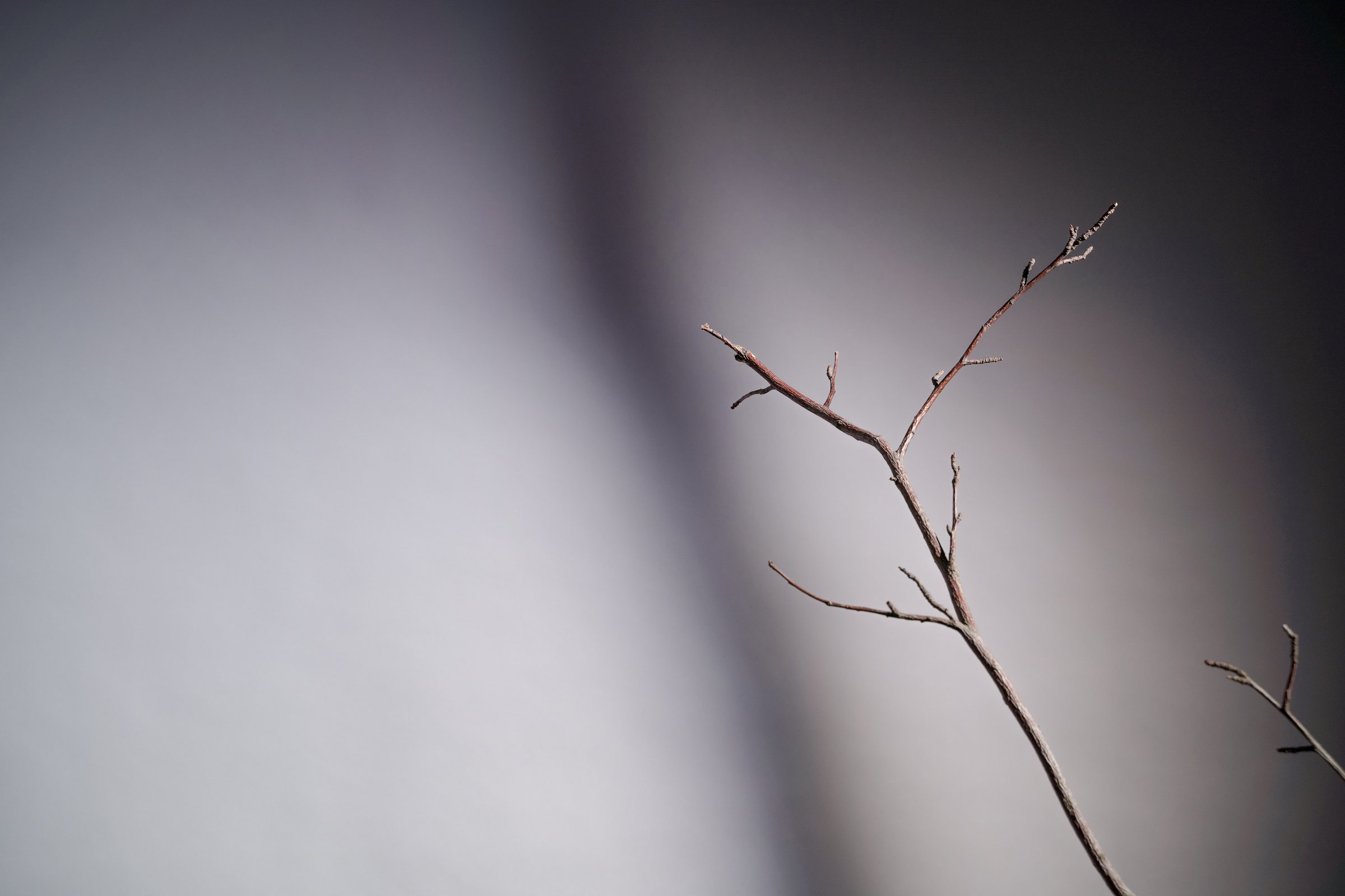 Branch on Gray Background